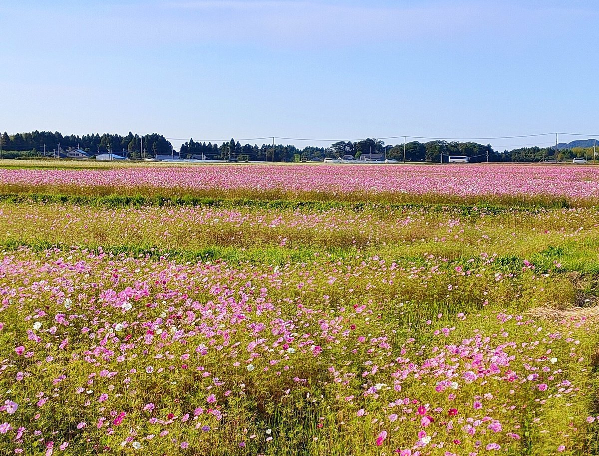 🌸 코스모스 로드 이미지 2